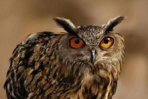 国产版猫头鹰叫声视频