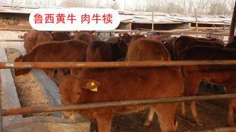 国产育肥牛产品介绍视频,品质卓越，营养丰富的健康之选