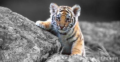 国产老虎的后续故事视频